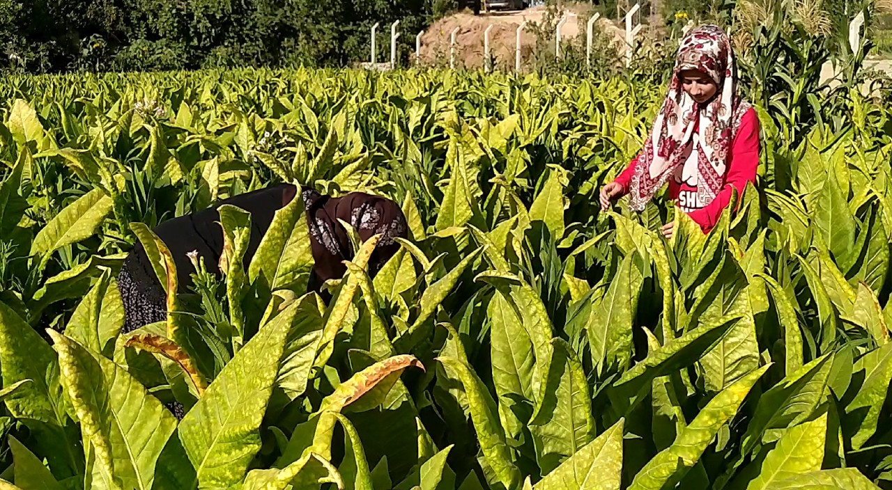 Tütün tarlasından tıp fakültesine uzanan başarı öyküsü